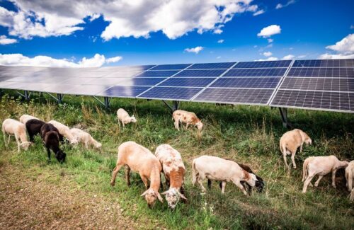 EDF prévoit de faire paître les moutons pour la gestion de la végétation sur un projet solaire de 220 MW dans l'Ohio